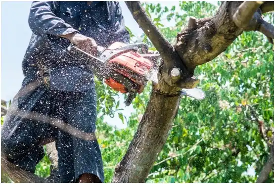 tree services Grandfield